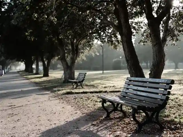 A park bench under trees beside a gravel path in morning light